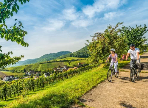 Weinreisen in der Pfalz