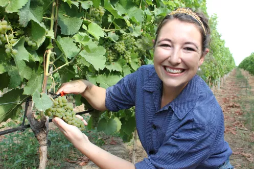 Weinlesebeginn in der Pfalz