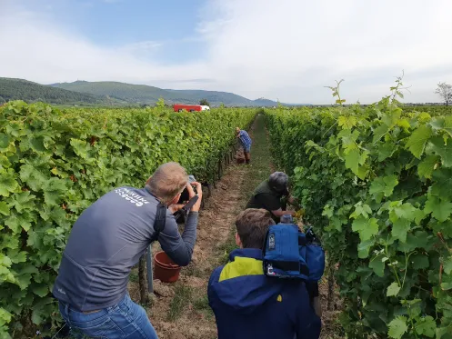 Die Weinlese in der Pfalz beginnt