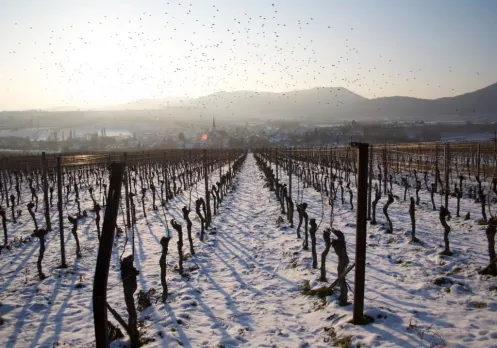 Göcklingen im Schnee