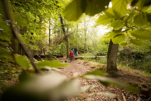 Familie beim Wandern durch den Bienwald