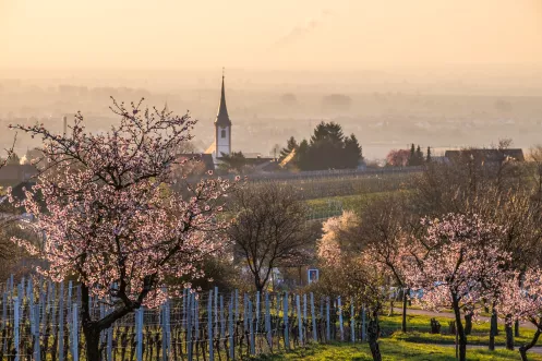 Blick auf Maikammer während der Mandelblüte