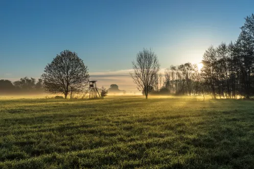 Morgenniederung bei den Queichtalwiesen