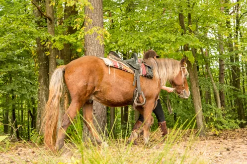 Pfalz zu Pferd