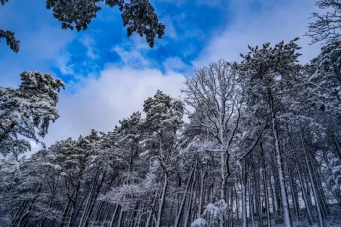 Winterlandschaft zwischen Edenkoben und Landau