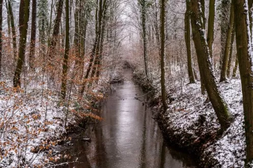 Bachlauf im Bienwald im Winter