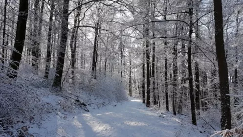 Schneelandschaft Wasgau Seen Tour