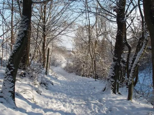 Winterwald