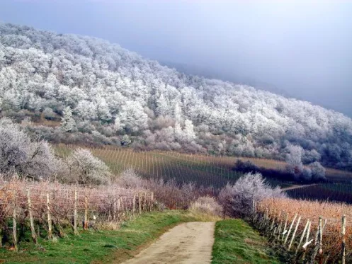 Weinberglandschaft Bad Dürkheim im Winter