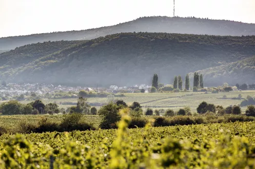 Spätburgunderlagen in der Pfalz