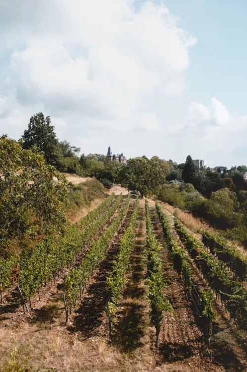 Spätburgunderanbau am Königsbacher Idig