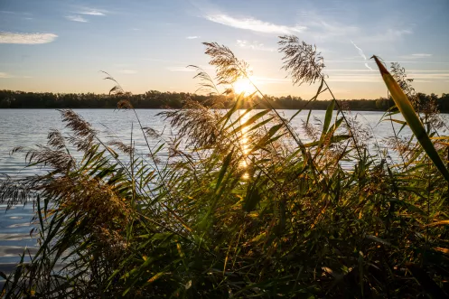 Lambsheimer Weiher