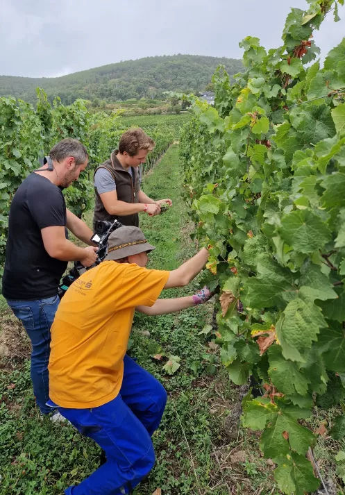 Weinlese in der Pfalz 2022