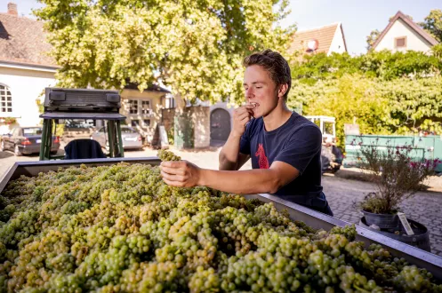 Weinlese im Weingut Stolleis, Gimmeldingen