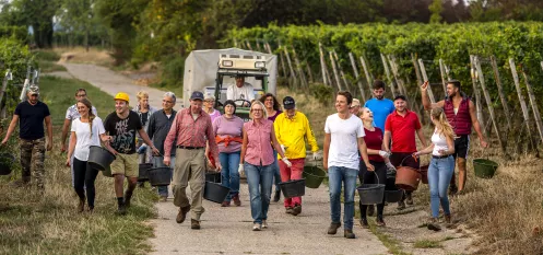 Weinlese in der Pfalz 2022