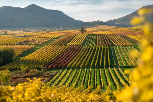 Herbst an der Kleinen Kalmit