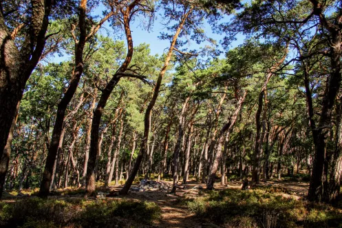 Trekking Platz im Pfälzerwald