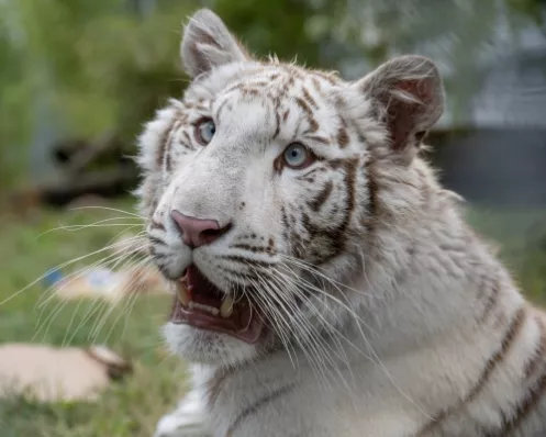 Die argentinische Tigerin Charlota wurde durch eine Rettungsaktion aus illegaler Tierhaltung befreit.