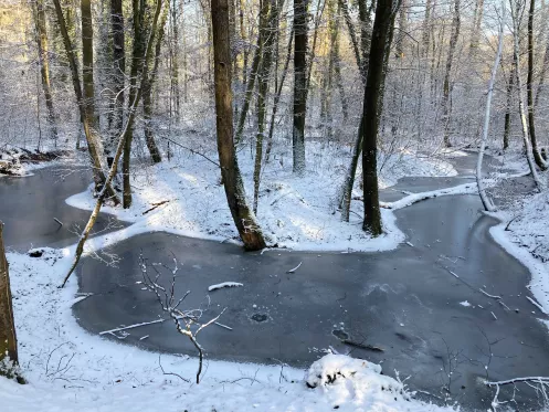 Otterbachbruchweg im Winter