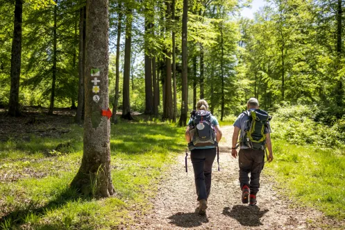 Zwei Wanderer auf Pfälzer Waldpfad
