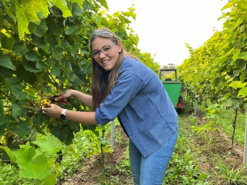 Die Pfälzische Weinprinzessin Hanna Spies bei der Weinlese (© Pfalzwein e.V.) Die Pfälzische Weinprinzessin Hanna Spies bei der Weinlese