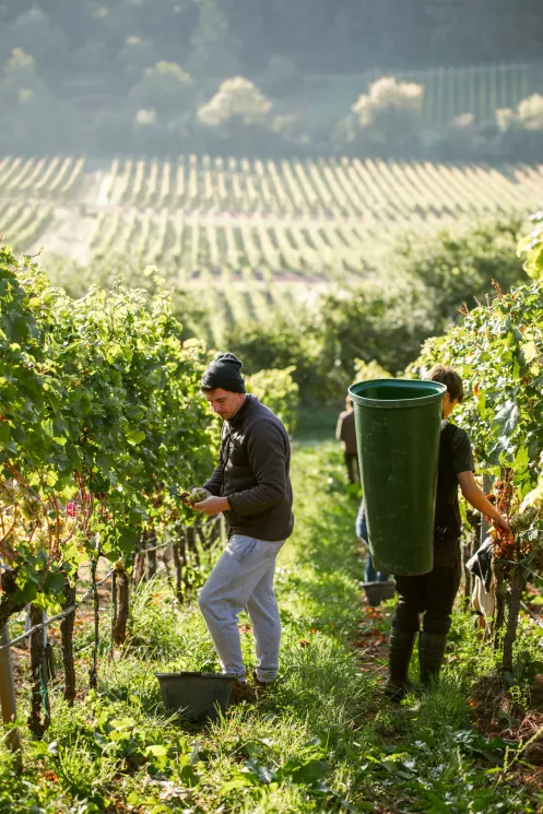 Weinlese in der Pfalz