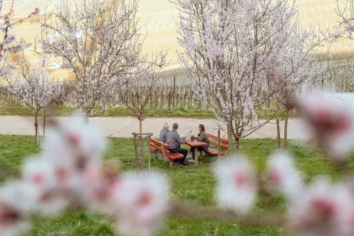 Mandelblüte in der Pfalz
