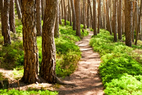 Pfad durch den Kiefernwald auf der Kalmit bei Maikammer