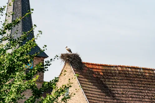 Ein Storch steht in seinem Storchennest auf einem Dach.