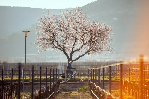 Eine Person fährt mit dem Rad entlang der Weinberge und den Mandelbäumen die in ihrer Blühte stehen.