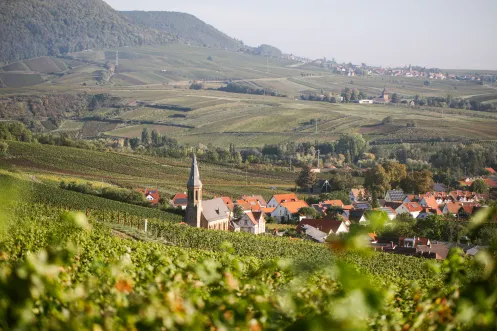 Südpfalz Blick Weinberge