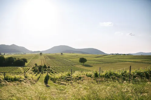 Blick auf die Weinberge