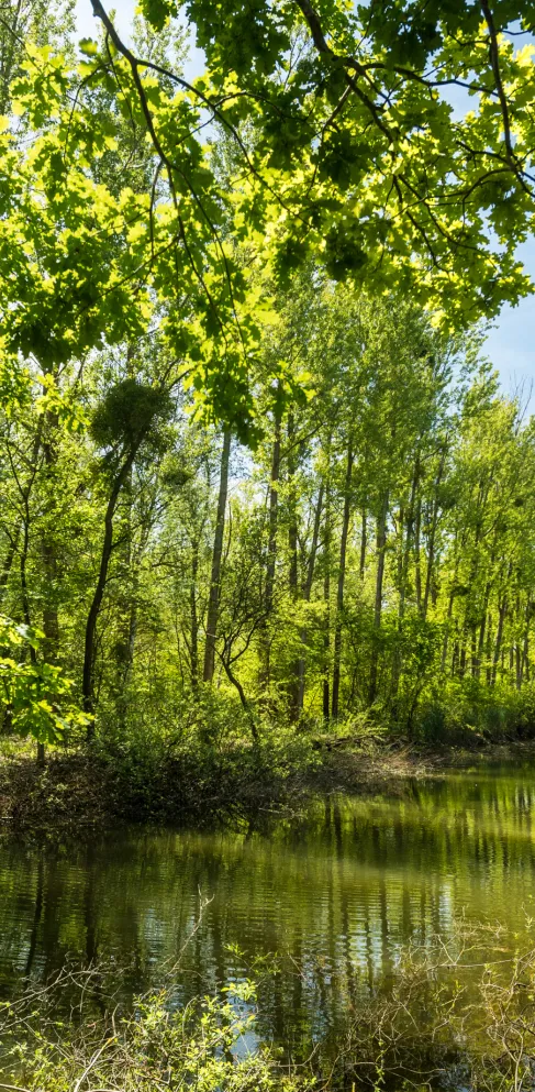 Unterwegs am Wasser in der Rheinebene