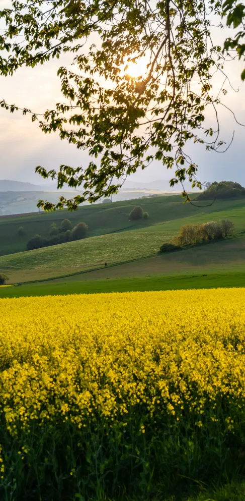 Rapsblüte in der "Alten Welt"