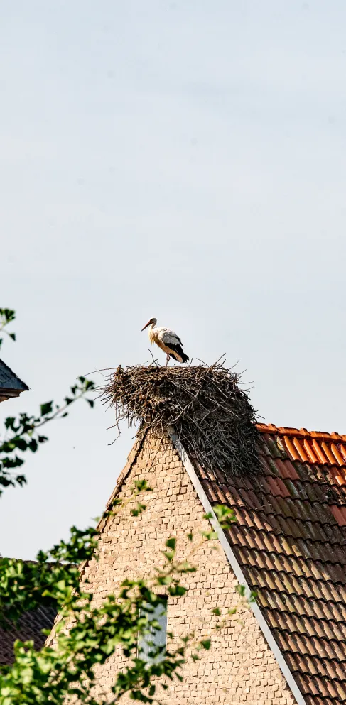 Ein Storch steht in seinem Storchennest auf einem Dach.