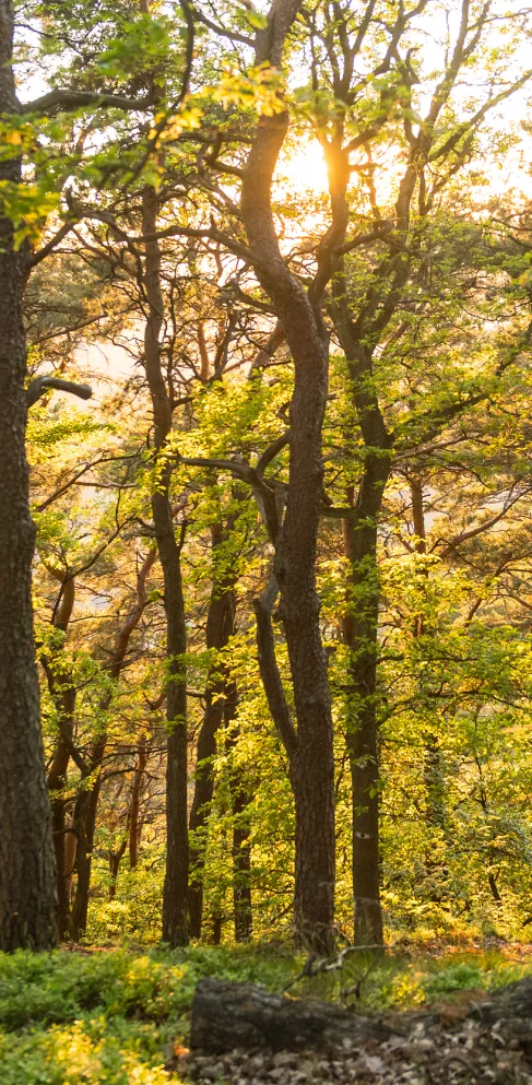 Die Bäume im Pfälzerwald erstrahlen im goldenen Licht der untergehenden Sonne.