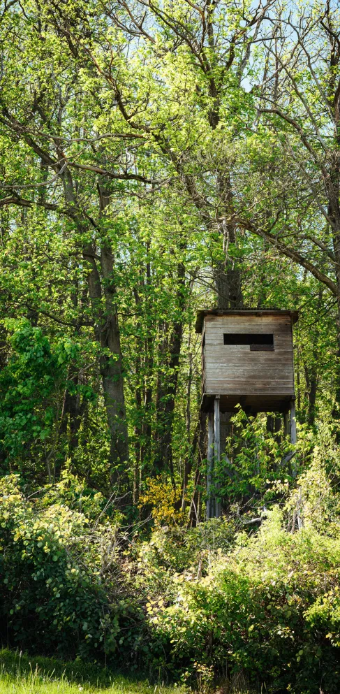 Hochsitz im Pfälzer Wald
