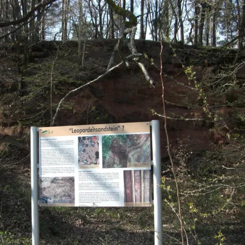 Ein Informationsschild über den Leoparden sandstone in einem Waldgebiet. Im Hintergrund ist eine Felswand zu sehen.