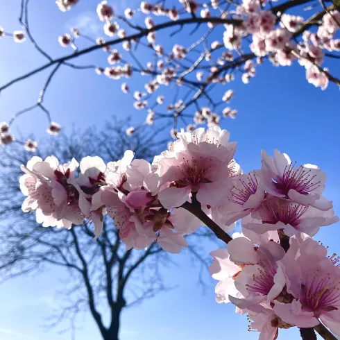 Blühende Kirschblüten vor blauem Himmel. Im Hintergrund steht ein Baum und eine sanfte Landschaft.