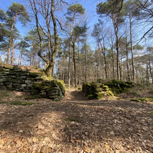 Ein Waldweg mit moosbedeckten Steinen und spärlichen Lichtstrahlen, die durch die Bäume scheinen. Die Atmosphäre ist ruhig und naturnah.