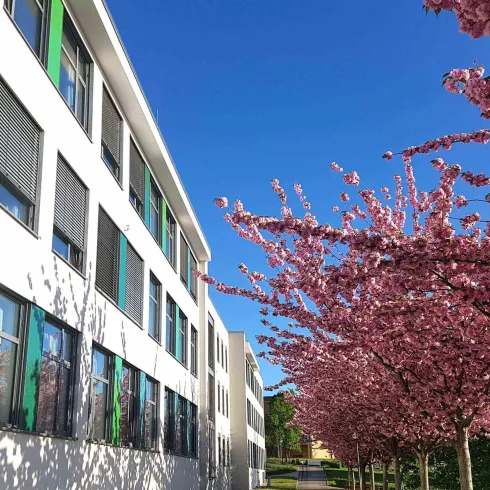 Ein modernes Gebäude mit bunten Fenstern. Davor blühen Kirschbäume unter einem klaren blauen Himmel.