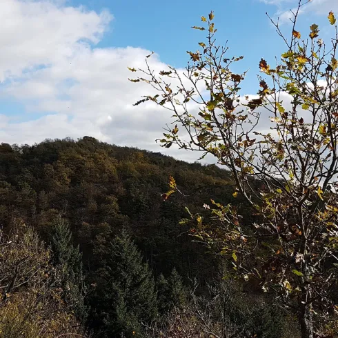 Eine Hügellandschaft mit teilweise bewaldeten Hängen und einem strahlend blauen Himmel. Im Vordergrund steht ein Baum mit herbstlichen Blättern.