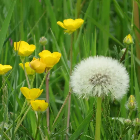 Pusteblume inmitten von Butterblumen (© CC BY-SA SÜD Tourismus VG Bellheim,Petra Steinmetz)