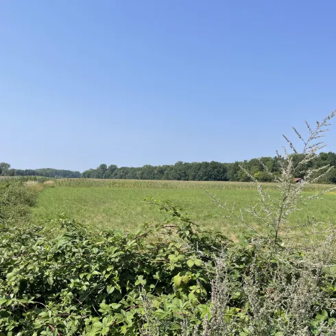 Ein weitläufiges Feld mit grünem Gras unter einem klaren blauen Himmel. Im Vordergrund wachsen grüne Sträucher.
