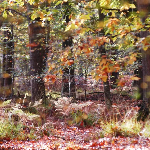Herbstwald (© Südpfalz-Tourismus VG Bellheim e.V., Foto: Kilian Kunz)