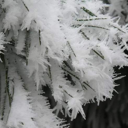 Ein naher Blick auf mit Frost bedeckte Äste. Die weißen Eiskristalle verleihen der Szene ein winterliches Aussehen.