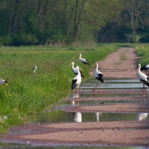 Eine ruhige Landschaft mit einem schmalen Weg, gesäumt von Wiesen. Mehrere Störche stehen in der Nähe von Wasserpfützen.