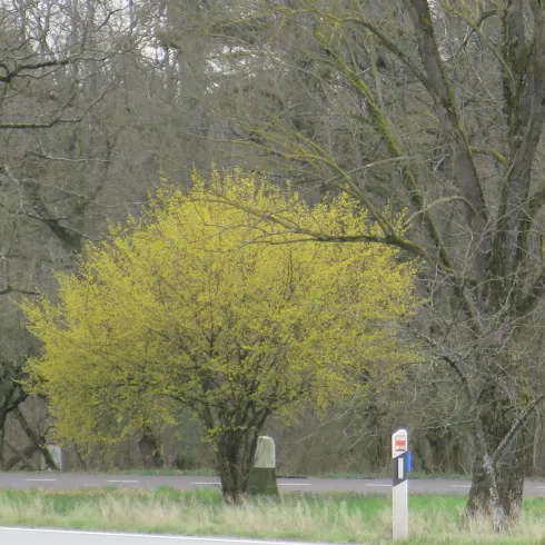 Blühender Baum am Parkplatz Ruheforst