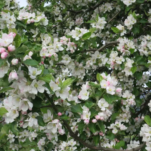 Ein blühender Apfelbaum mit vielen weißen und rosafarbenen Blüten. Das Grün der Blätter ergänzt die schöne Frühlingsszene.