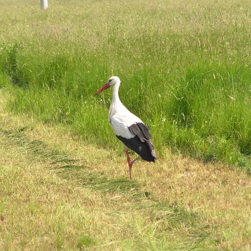 Ein Storch steht auf einer Wiese mit hohem Gras. Der Vogel hat einen weißen Körper und schwarze Flügel.